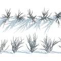 Multiple Purple Flowering Shrubs Arranged In Rows With Natural Shadows