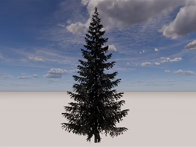 Tall Evergreen Tree Standing Against Blue Sky with White Clouds and White Ground 3d model