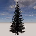 Tall Evergreen Tree Standing Against Blue Sky with White Clouds and White Ground