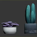 Purple Succulent in White Pot and Green Cactus in Blue Pot for Indoor Decor