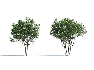 Modern Tree European Viburnum 3d model