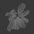 Tall Palm Tree With Green Fronds And Brown Trunk On Dark Background