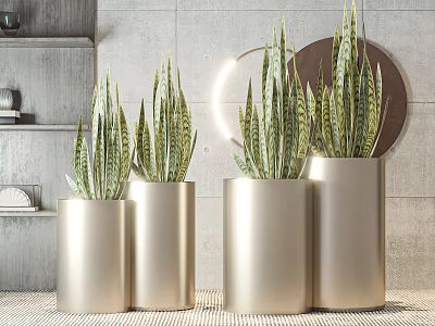 Indoor Snake Plant Potted Plants in Golden Cylindrical Pots Modern Interior Decor Arrangement 3d model