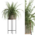 Lush Potted Fern Plant With Green Fronds In Wooden Pot On Black Metal Stand