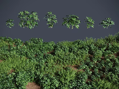 Green Plants With Various Forms Densely Covering Ground Against Gray Background 3d model