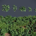 Green Plants With Various Forms Densely Covering Ground Against Gray Background