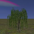 Willow Tree with Green Hanging Branches in Open Grassland Under Blue Sky 3d model