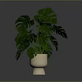 Monstera Plant With Large Green Leaves In Beige Ceramic Pot For Indoor Decor