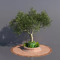 Olive Tree Growing on Circular Brick Platform With Green Planter and Shadow