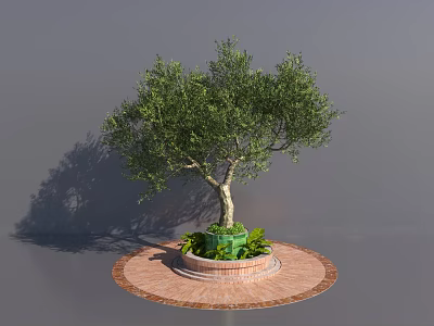 Olive Tree Growing on Circular Brick Platform With Green Planter and Shadow 3d model