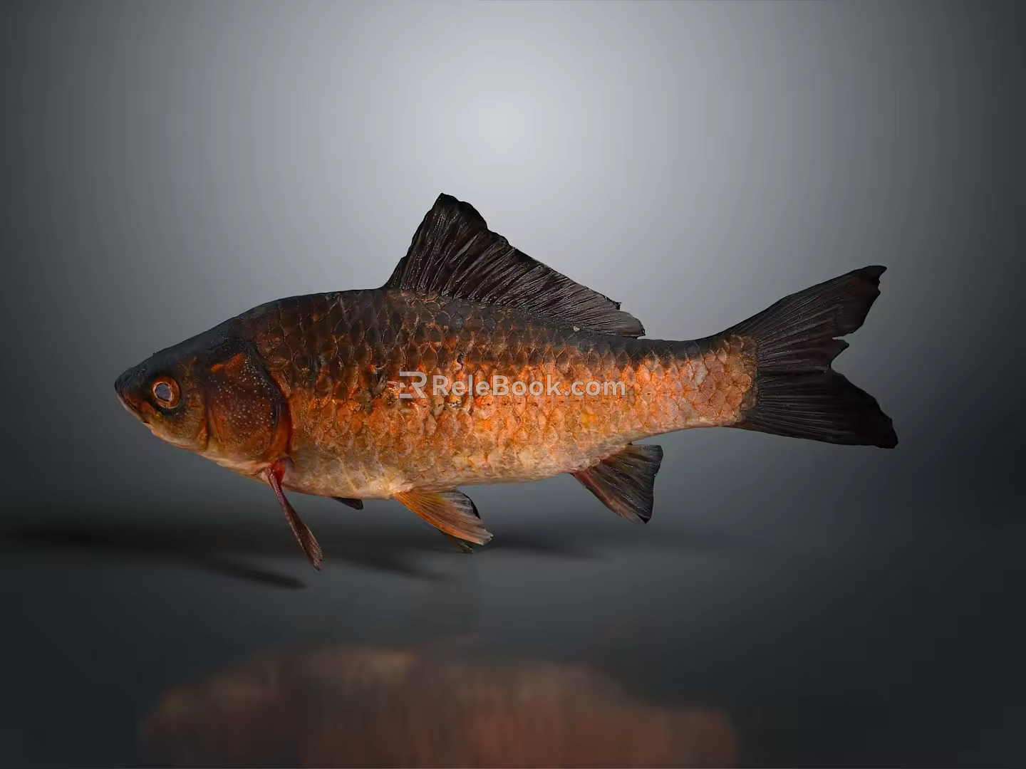 Catfish Carp Sturgeon Bass Freshwater Fish Various Carp Grass Carp Crucian Carp 3d model