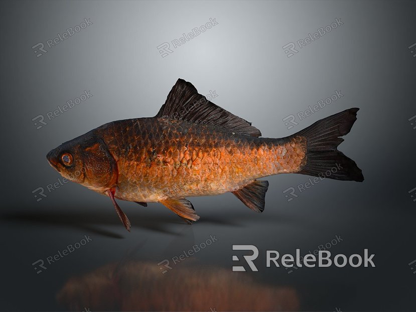 Catfish Carp Sturgeon Bass Freshwater Fish Various Carp Grass Carp Crucian Carp model