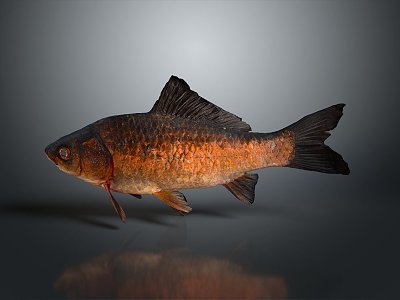 Catfish Carp Sturgeon Bass Freshwater Fish Various Carp Grass Carp Crucian Carp model