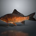 Catfish Carp Sturgeon Bass Freshwater Fish Various Carp Grass Carp Crucian Carp 3d model