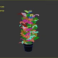 Green Potted Plant With Broad Leaves In Black Pot On Gray Background