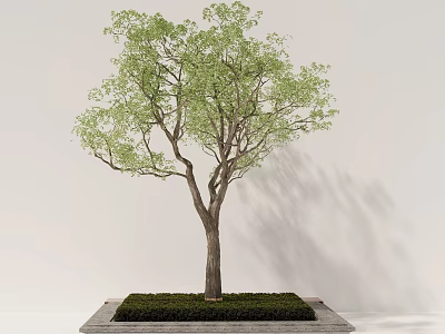 Lush Arbor With Green Leaves And Trunk On Square Base Against Light Wall 3d model