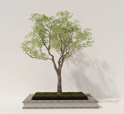 Lush Arbor With Green Leaves And Trunk On Square Base Against Light Wall 3d model