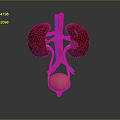 3D Medical Anatomy Model of Human Kidneys Bladder and Blood Vessels Structure