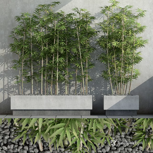 Potted Bamboo Plants Against Gray Wall With Concrete Planters Shadows And Green Leaves Around Stones 3d model 