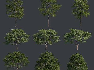 Trees with Lush Green Foliage and Various Shapes for Outdoor Landscape Design 3d model