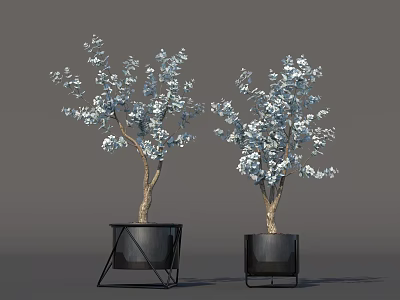 Edible White Blossoms On Potted Trees In Black Planters With Stands 3d model