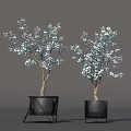 Edible White Blossoms On Potted Trees In Black Planters With Stands