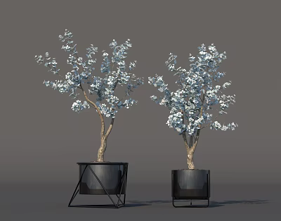 Edible White Blossoms On Potted Trees In Black Planters With Stands 3d model