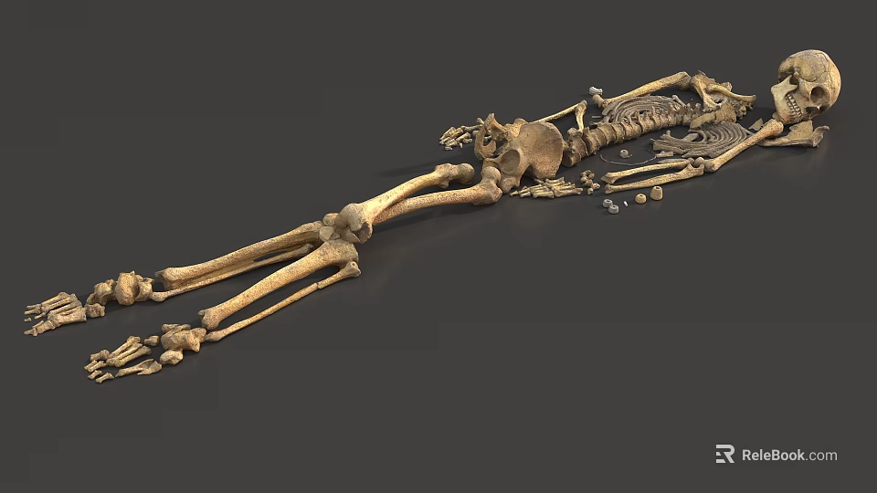 Human Skeleton Limb Bones Anatomical Structure 3D Rendered Detailed Medical Educational Model 3d model 