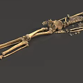 Human Skeleton Limb Bones Anatomical Structure 3D Rendered Detailed Medical Educational Model 3d model