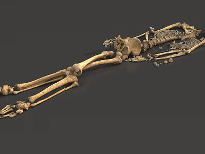 Human Skeleton Limb Bones Anatomical Structure 3D Rendered Detailed Medical Educational Model 3d model