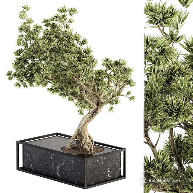 Bonsai Plant With Lush Foliage Twisted Trunk And Exposed Roots In Black Marble Square Pot 3d model 