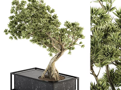 Bonsai Plant With Lush Foliage Twisted Trunk And Exposed Roots In Black Marble Square Pot 3d model