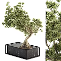 Bonsai Plant With Lush Foliage Twisted Trunk And Exposed Roots In Black Marble Square Pot