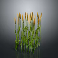 Green Stemmed Plants With Orange Spiky Flowers Against Gray Background