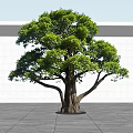 Large Arbor With Thick Trunk And Lush Green Leaves Against White Wall And Gray Ground