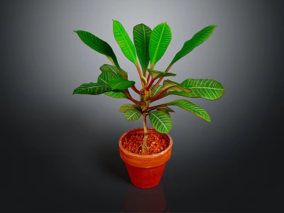 Potted Plant With Green Glossy Leaves In Terracotta Pot Against Dark Background 3d model
