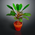 Potted Plant With Green Glossy Leaves In Terracotta Pot Against Dark Background