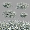 White Small Flowers With Green Leaves Clustered In Natural Garden Setting