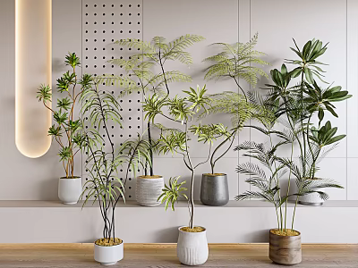 Various Bonsai Potted Plants With Different Leaf Types In White Gray Wooden Pots On Modern Shelf 3d model