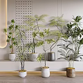 Various Bonsai Potted Plants With Different Leaf Types In White Gray Wooden Pots On Modern Shelf
