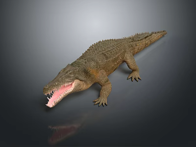 Realistic Crocodile Reptile With Open Mouth Sharp Teeth And Scaly Skin Texture 3d model