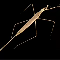 Light Brown Stick Insect With Slender Body And Long Legs On Black Background