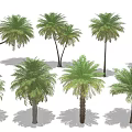 Multiple Palm Trees With Varying Heights And Green Fronds On White Background
