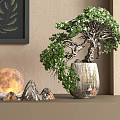 Graceful Bonsai Tree in Clay Pot with Small Rocks Moon Lamp and Books on Shelf
