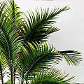 Potted Palm Plant with Lush Green Leaves in Woven Basket against White Background