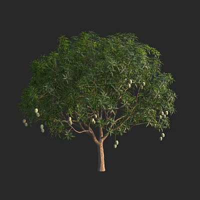 Healthy Tree With Lush Green Leaves And Hanging Ripe Fruits 3d model