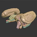 Detailed 3D Anatomical Structure Model With Light Pink Color And Reflective Surface Texture