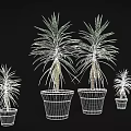 Dragon Tree Plants in Various Sizes Planted in Black Plastic Pots for Home Decoration