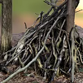 Tall Arbor Tree With Thick Trunk And Stacked Dry Branches On Natural Ground
