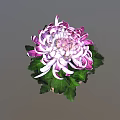 Purple And White Chrysanthemum With Green Leaves In Terracotta Pot
